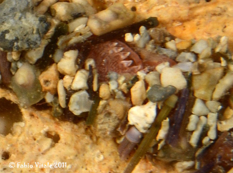 Terebelidae